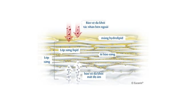 Các tế bào bên trong lớp sừng