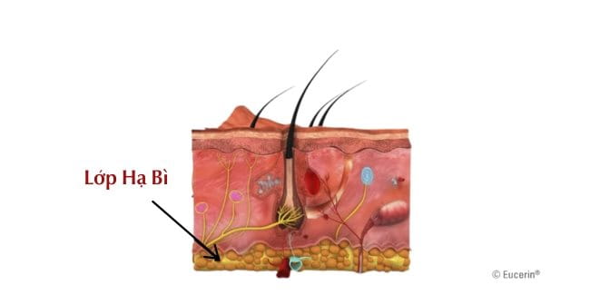 Cấu tạo da gồm lớp hạ bì (hay lớp mô mạch liên kết)