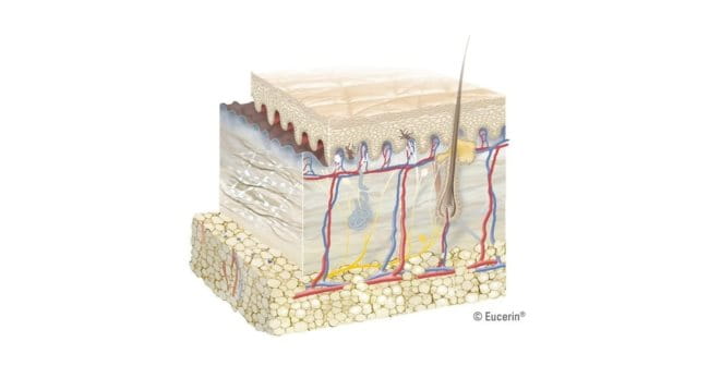 Chức năng của lớp hạ bì