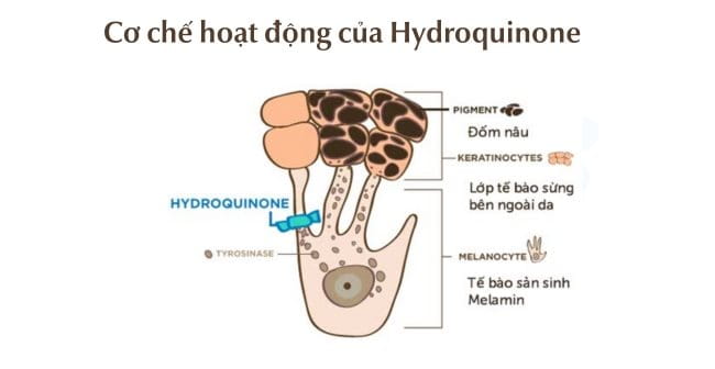 Cơ chế hoạt động của Hydroquinone