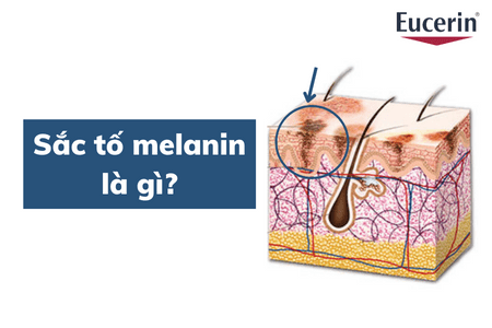 Sắc tố melanin là gì