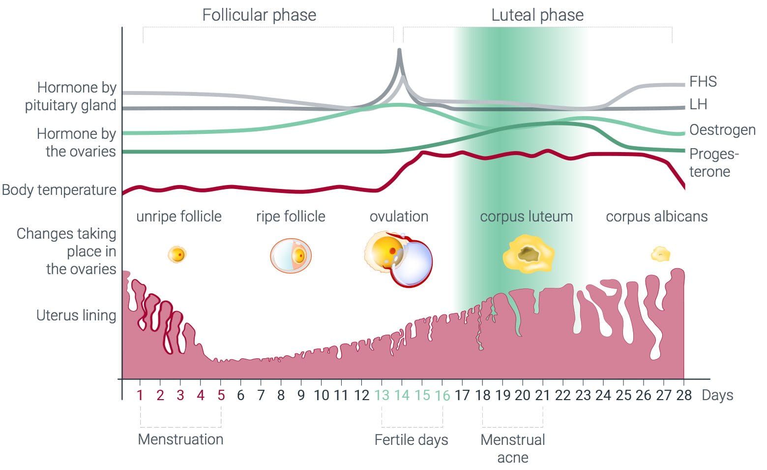 Schaubild des Menstruationszyklus mit hormonellen Schwankungen und Auswirkungen auf den Körper, wie dem Auftreten von Menstruations-Akne an Tag 18 bis 21. 
