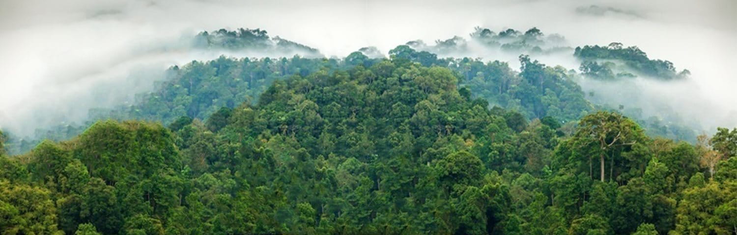 Cloud cover rainforest