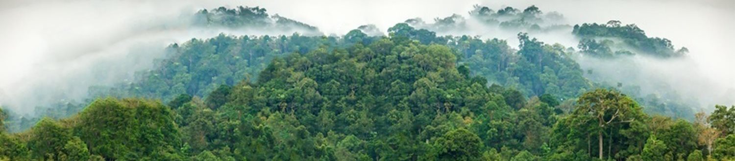 Cloud cover rainforest
