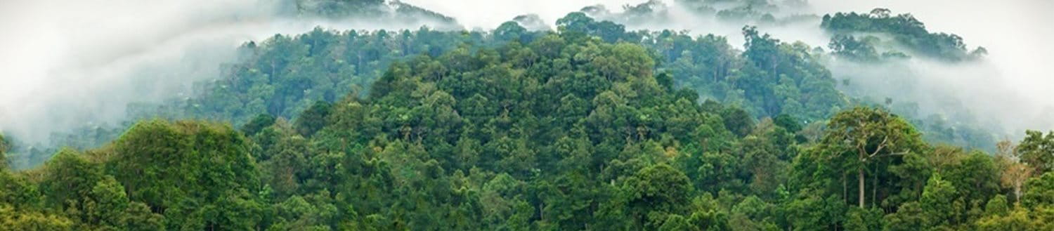 Cloud cover rainforest