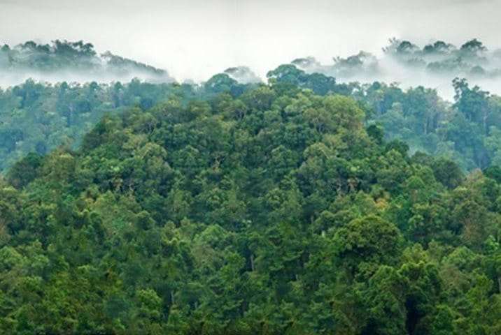 Cloud cover rainforest