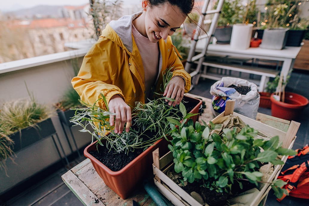 Young woman gardening herbs on her balcony
