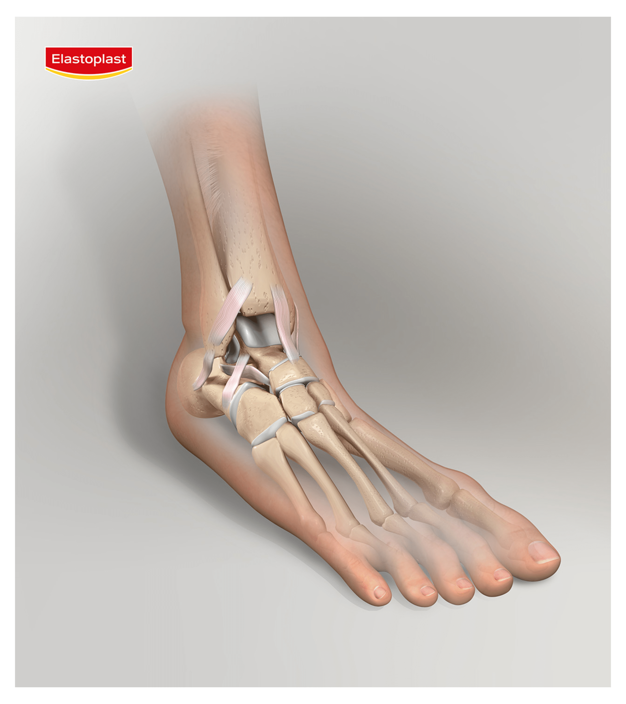 anatomy of the ankle joint