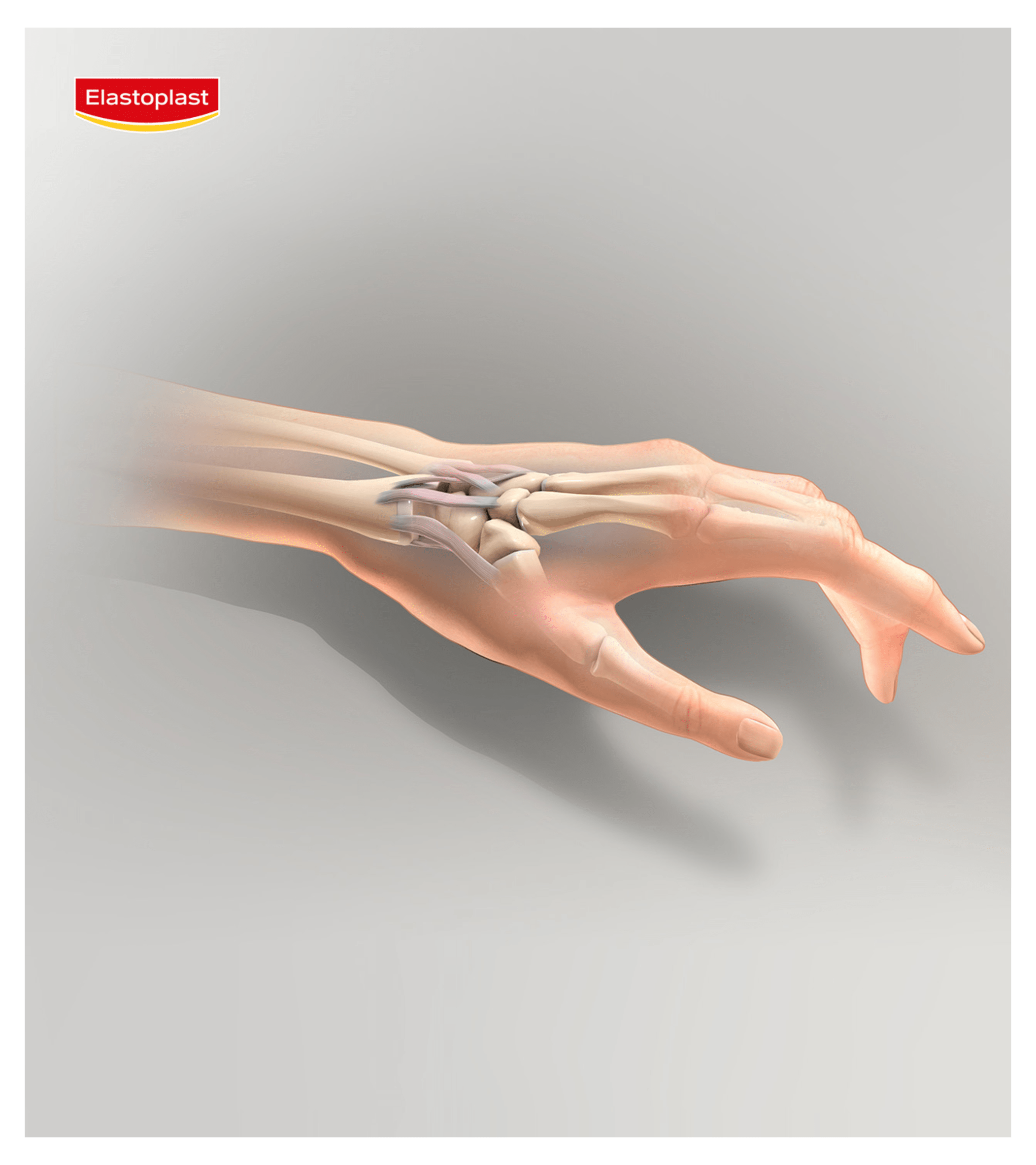 diagram of wrist joint