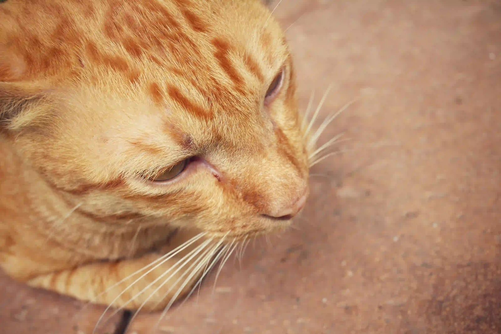 Cara mengobati luka yang terjadi karena cakaran kucing.
