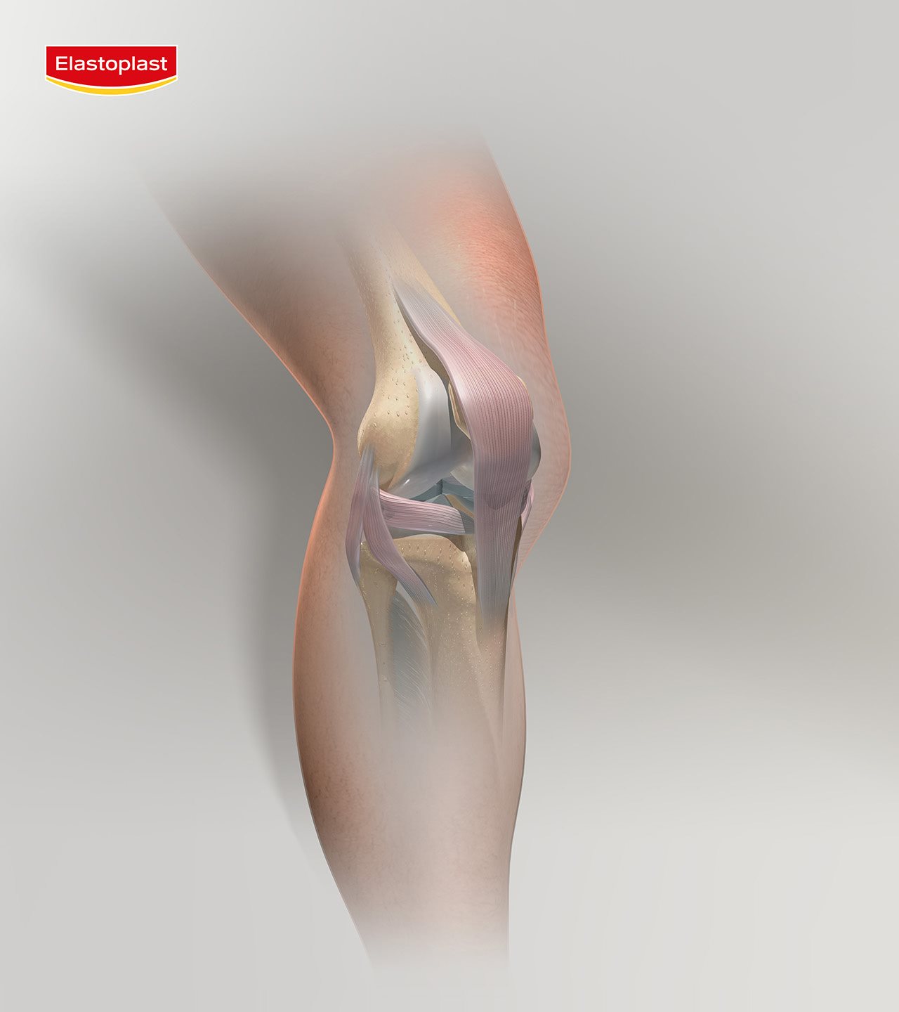 anatomy of knee joint