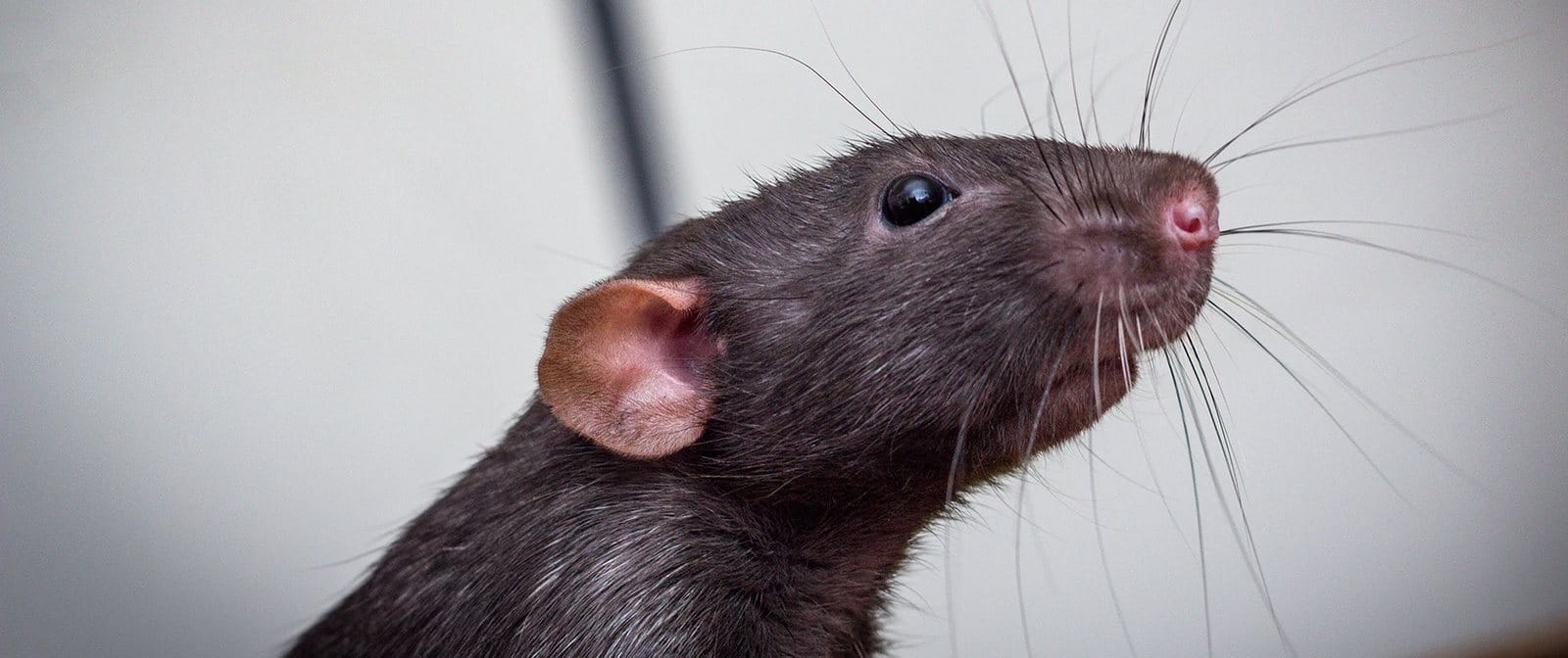 digigit tikus bisa menyebabkan infeksi